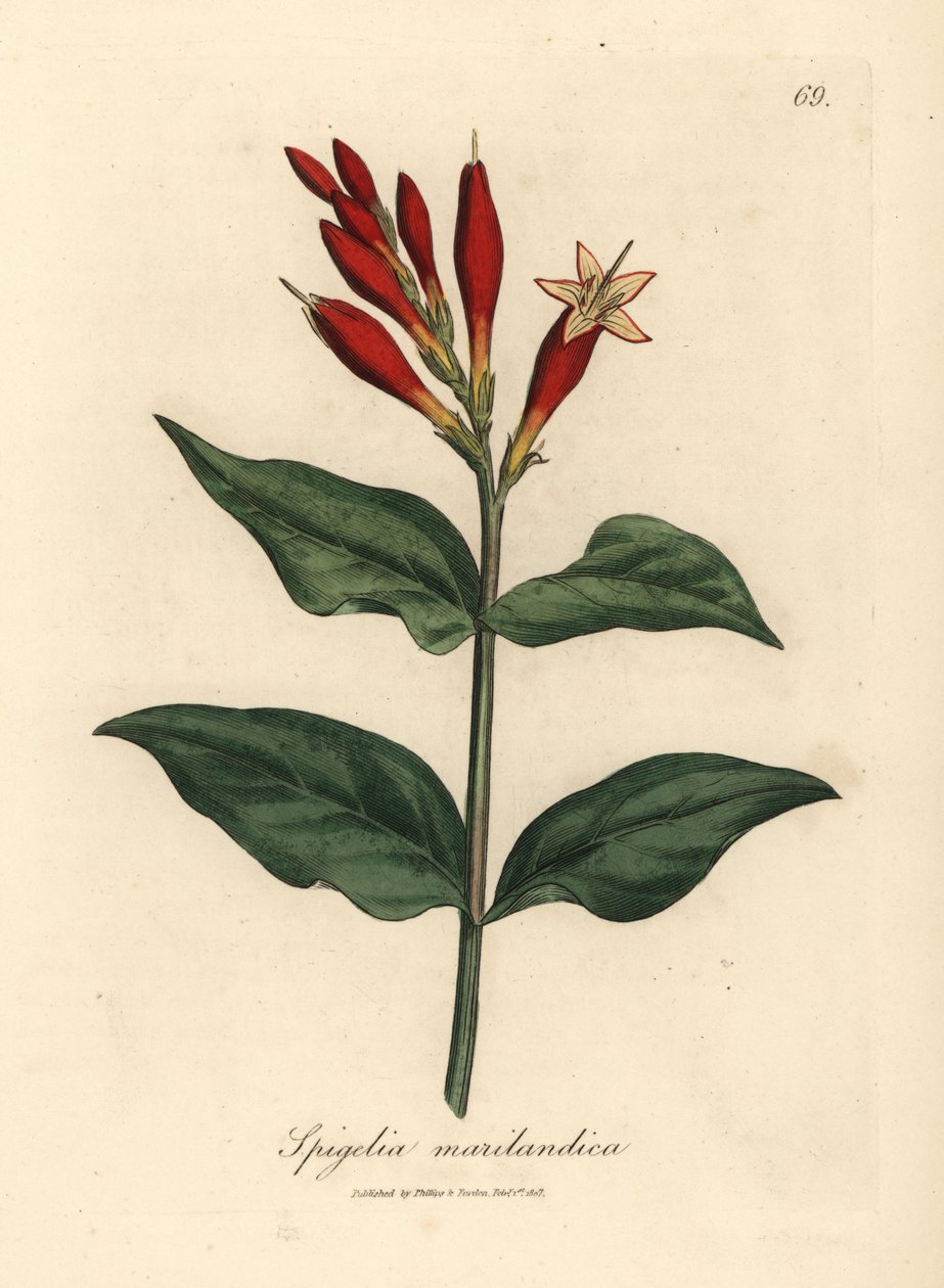 Skarlát virágú indiai rózsaszín, Spigelia marilandica alkotó: James Sowerby