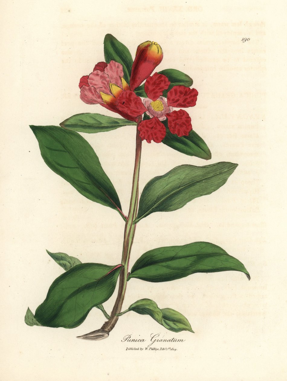 Skarlátvirágú gránátalmafa, Punica granatum alkotó: James Sowerby