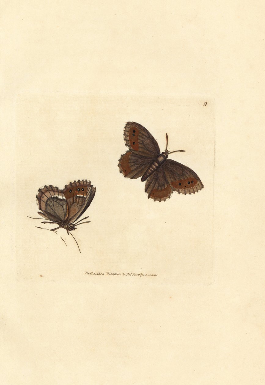 Skót Argus lepke, Erebia aethiops (Papilio blandina). James Sowerby kézzel festett rézmetszet a The British Miscellany-ból, vagy új, ritka vagy kevéssé ismert állatok színes figurái. alkotó: James Sowerby
