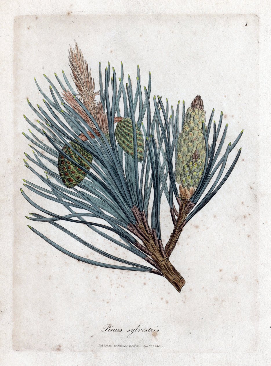 Erdei fenyő - erdeifenyő vagy erdeifenyő, Pinus sylvestris. Kézzel színezett rézmetszet James Sowerby botanikai illusztrációjából (William Woodville) és Sir William Jackson Hooker "" Medical Botany" című művéből, John Bohn, London alkotó: James Sowerby