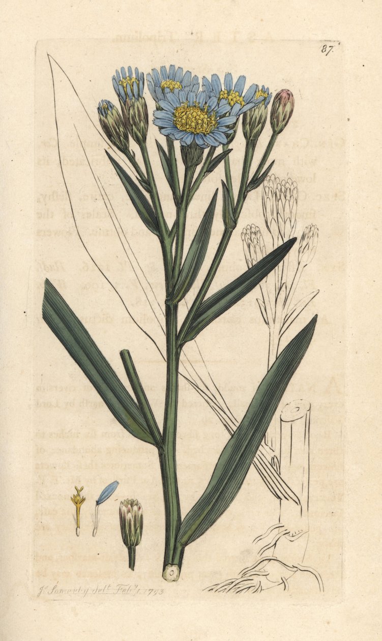 Tengeri őszirózsa, Tripolium pannonicum subsp. tripolium (tengeri csillagfű, Aster tripolium) (Aster maritime) Kézi színű rézmetszet James Sowerby illusztrációja után a londoni James Smith angol botanikájából alkotó: James Sowerby