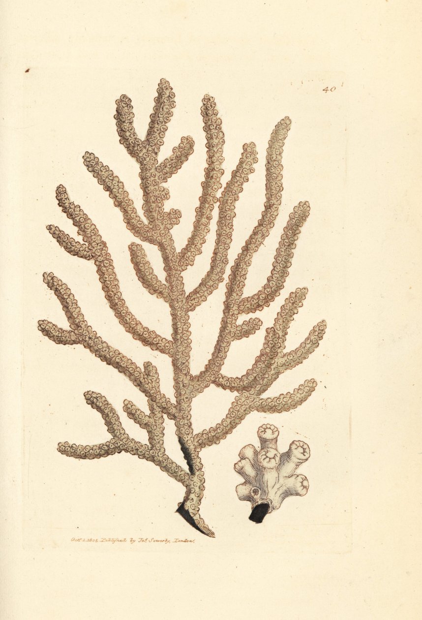 Tengeri legyező, Gorgonia fajok (Slender gorgonia, Gorgonia viminalis?). James Sowerby kézzel festett rézmetszet a The British Miscellany-ból, vagy új, ritka vagy kevéssé ismert állatok színes figurái. alkotó: James Sowerby