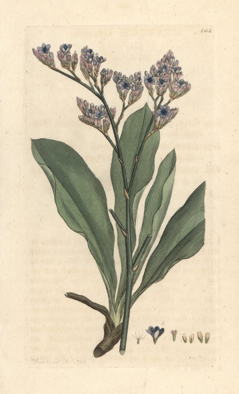 Tengeri levendula, Limonium vulgare (Statice limonium) (tengeri levendula) Kézzel színezett rézmetszet James Sowerby illusztrációja alapján, James Smith angol botanikája, London alkotó: James Sowerby
