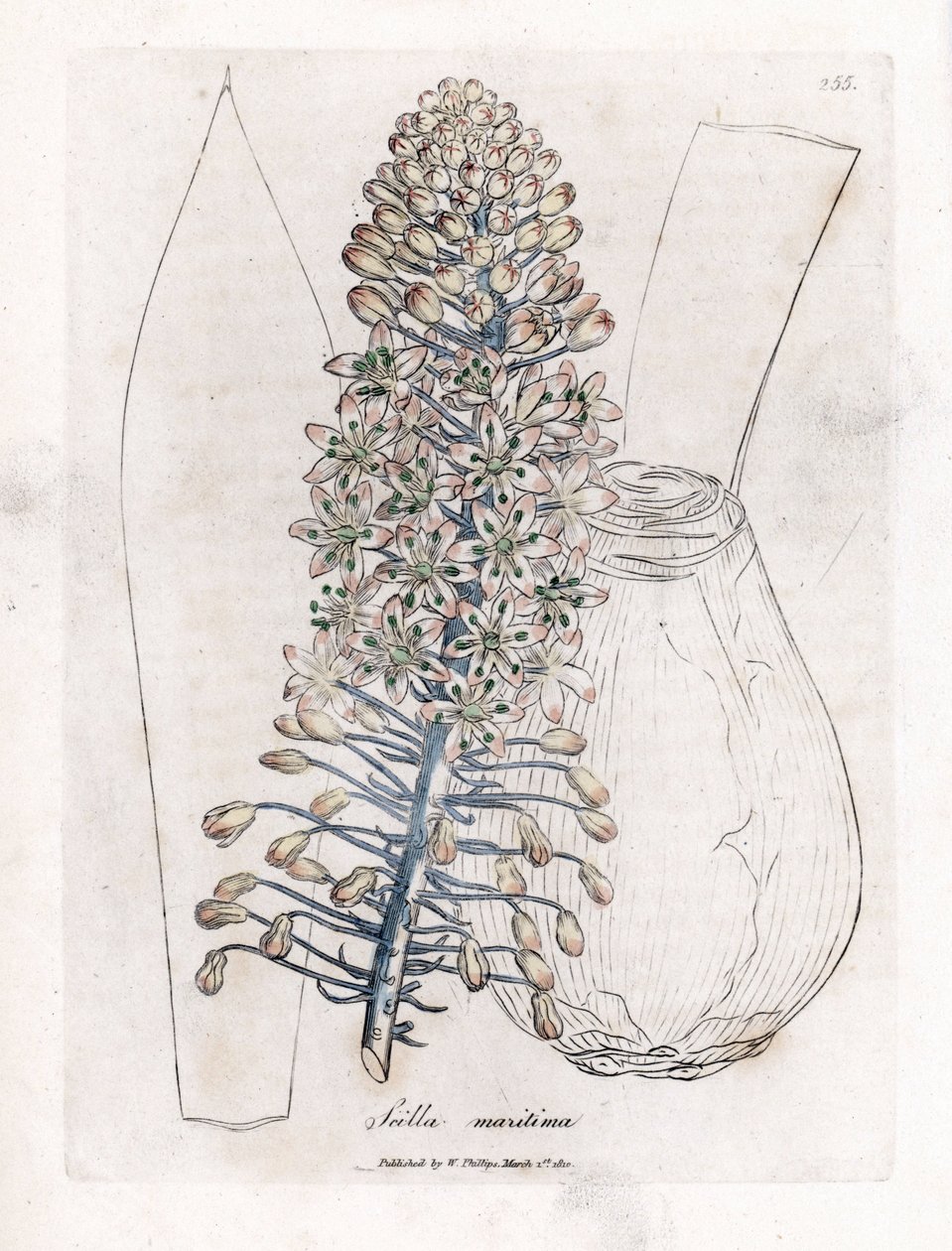 Tengeri hagyma vagy kavics, Drimia maritima. Kézzel színezett rézmetszet James Sowerby botanikai illusztrációjából (William Woodville) és Sir William Jackson Hooker "" Medical Botany" című művéből, John Bohn, London alkotó: James Sowerby