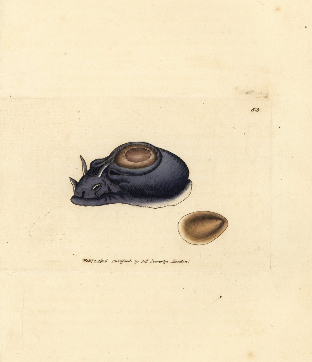 Tengeri csiga vagy tengeri nyúl, Aplysia punctata (Aplysia hybrida). James Sowerby kézi színű rézmetszete a The British Miscellany-ból, vagy új, ritka vagy kevéssé ismert állattémák színes figurái. alkotó: James Sowerby
