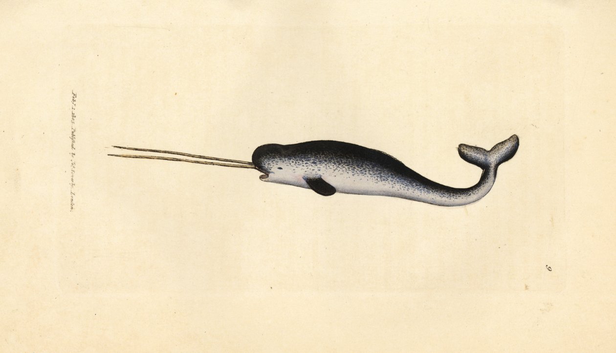 Tengeri egyszarvú vagy narvál, Monodon monoceros. Ritka, kettős agyarú példány. James Sowerby kézi színű rézmetszete a The British Miscellany-ból, vagy új, ritka vagy kevéssé ismert állattémák színes figurái. alkotó: James Sowerby