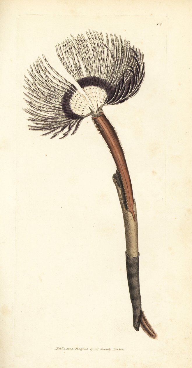 Tengeri féreg, Amphitrite ventilabrum. James Sowerby kézi színű rézmetszete a The British Miscellany-ból, vagy új, ritka vagy kevéssé ismert állattémák színes figurái. alkotó: James Sowerby