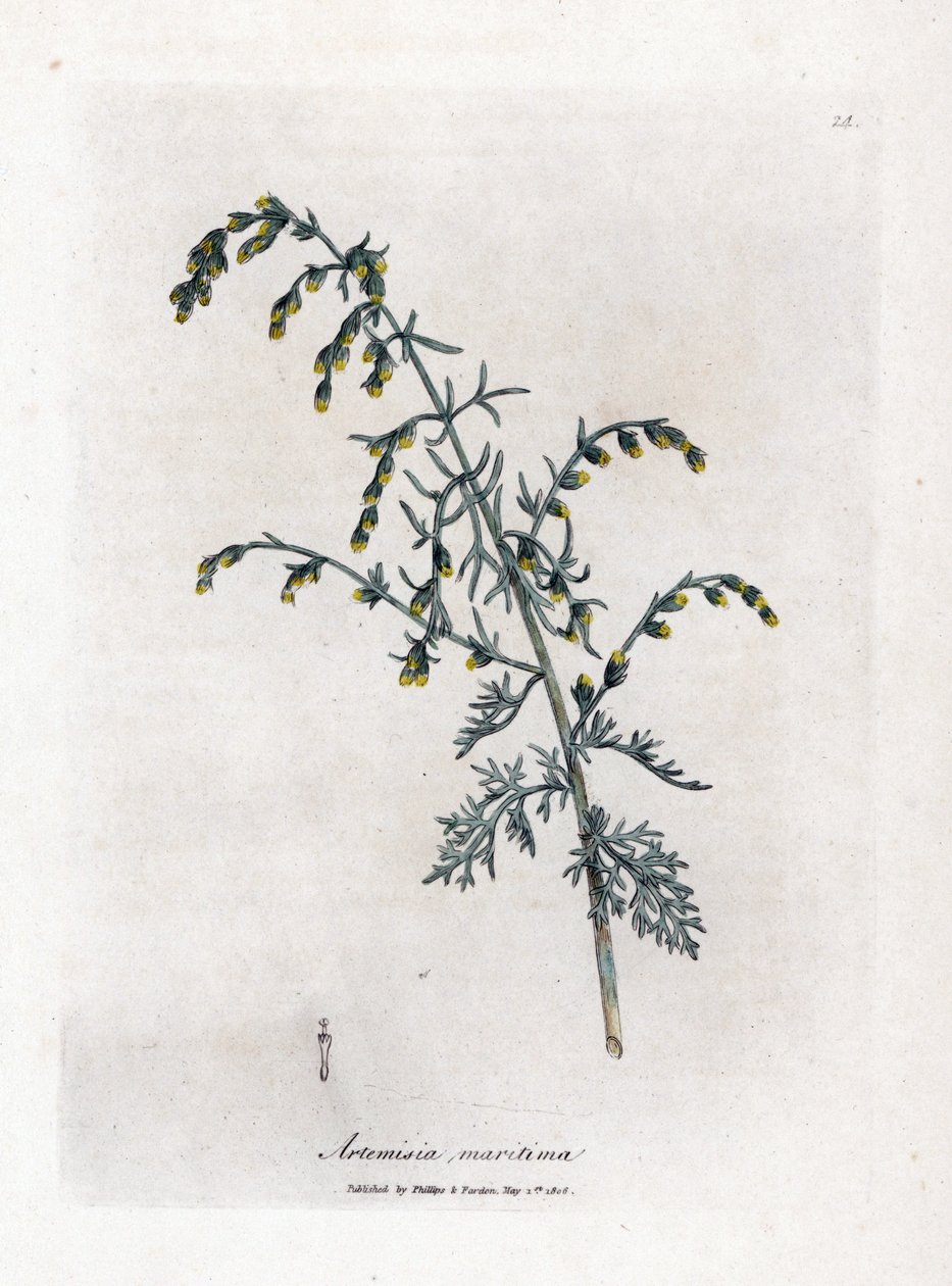 Tengeri üröm, Artemisia maritima. Kézzel színezett rézmetszet James Sowerby botanikai illusztrációjából (William Woodville) és Sir William Jackson Hooker "" Medical Botany" című művéből, John Bohn, London alkotó: James Sowerby