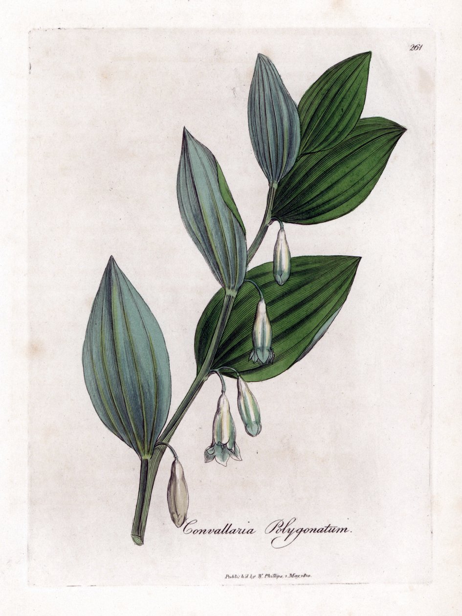 Solomon Multiflora pecsétje – Salamon pecsétje, Polygonatum multiflorum. Kézzel színezett rézmetszet James Sowerby botanikai illusztrációjából (William Woodville) és Sir William Jackson Hooker "" Medical Botany" című művéből, John Bohn, London alkotó: James Sowerby