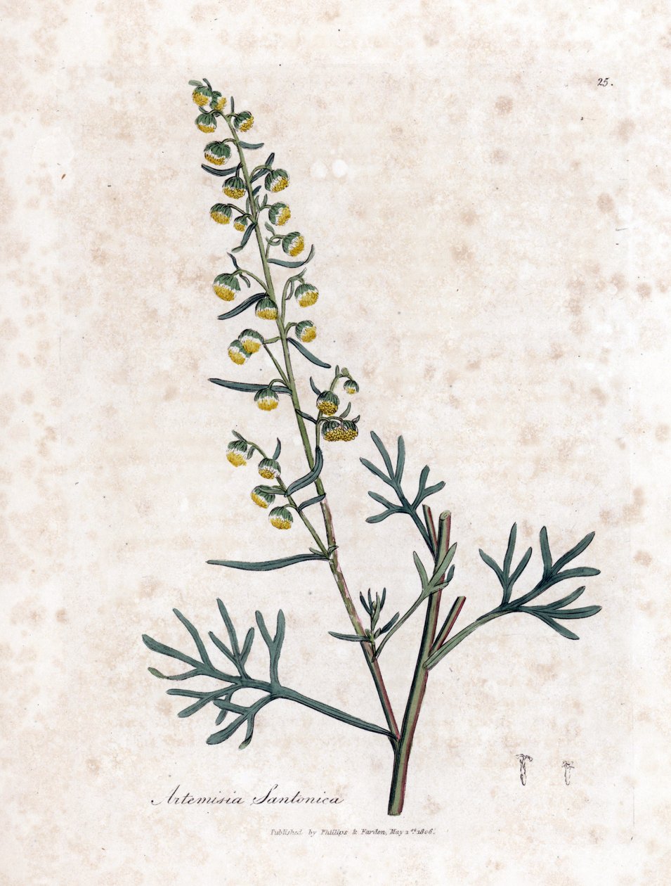 Judee - Santonica, Artemisia cina sperma vagy semencine vagy zsálya. Kézzel színezett rézmetszet James Sowerby botanikai illusztrációjából (William Woodville) és Sir William Jackson Hooker "" Medical Botany" című művéből, John Bohn, London alkotó: James Sowerby