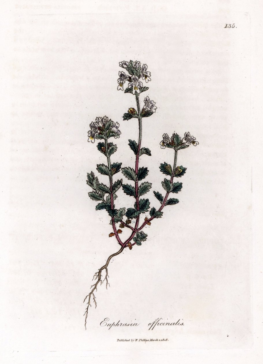 Rövidlátó fű - Közönséges szemfényvesztő, Euphrasia officinalis. Kézzel színezett rézmetszet James Sowerby botanikai illusztrációjából (William Woodville) és Sir William Jackson Hooker "" Medical Botany" című művéből, John Bohn, London alkotó: James Sowerby