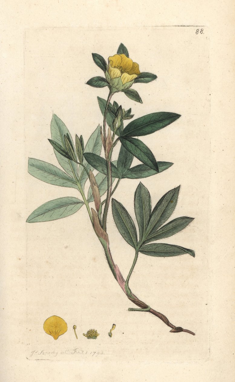 Bokros cinquefoil, Dasiphora fruticosa vagy Potentilla fruticosa (Cinquefoil frutescente ou la cinquefoil shbustive) Kézi színű rézmetszet James Sowerby illusztrációja alapján, James Smith English Botany című művéből, London alkotó: James Sowerby