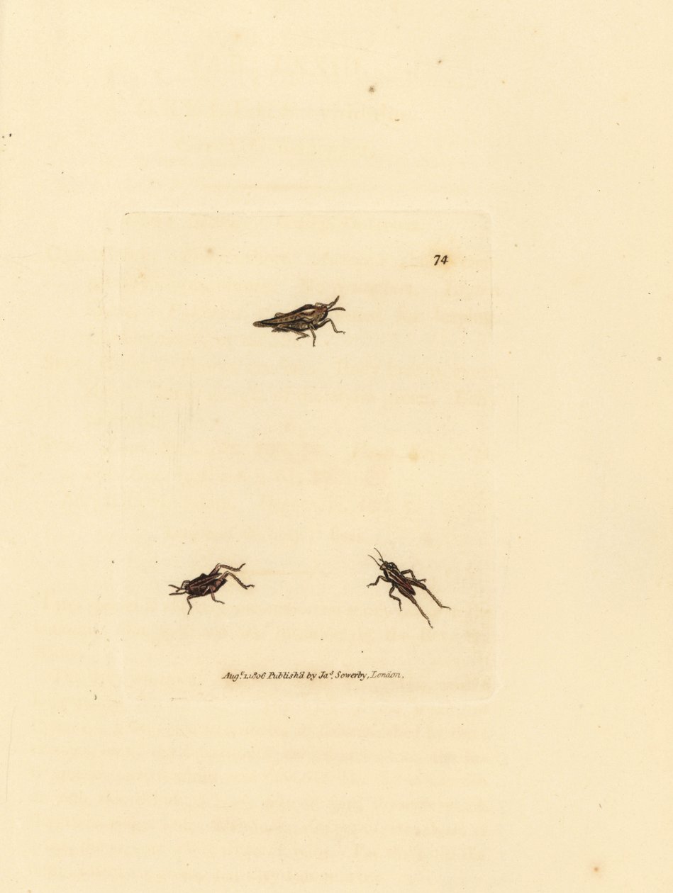 Karcsú szöcske, Tetrix subulata (AWL alakú akrydium, Acrydium subulatum). James Sowerby kézi színű rézmetszete a The British Miscellany-ból, vagy új, ritka vagy kevéssé ismert állattémák színes figurái. alkotó: James Sowerby