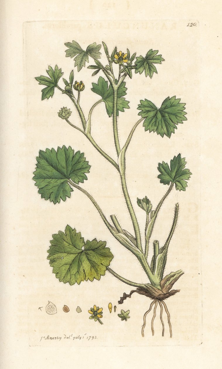 Kisvirágú boglárka, Ranunculus parviflorus (boglárka) Kézi színű rézmetszet James Sowerby illusztrációja után, James Smith angol botanikájából, London alkotó: James Sowerby