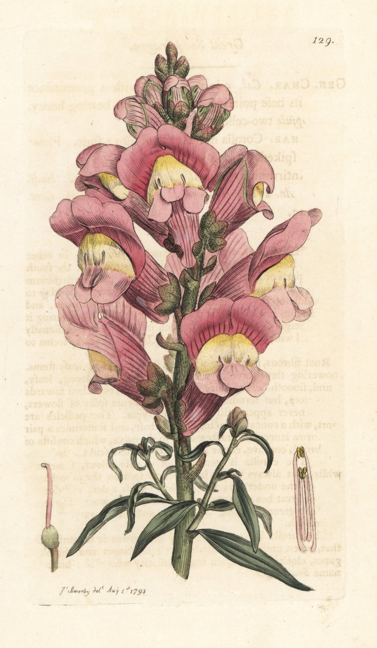 Snapdragon, Antirrhinum majus Kézi színű rézmetszet James Sowerby illusztrációja nyomán James Smith angol botanikájából, London alkotó: James Sowerby