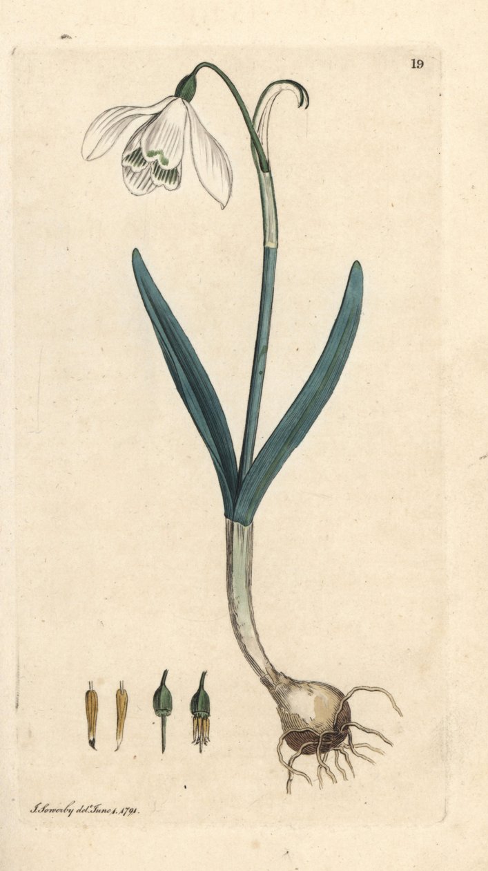 Hóvirág, Galanthus nivalis. Kézzel színezett rézmetszet James Sowerby illusztrációja nyomán James Smith angol botanikájából, London alkotó: James Sowerby