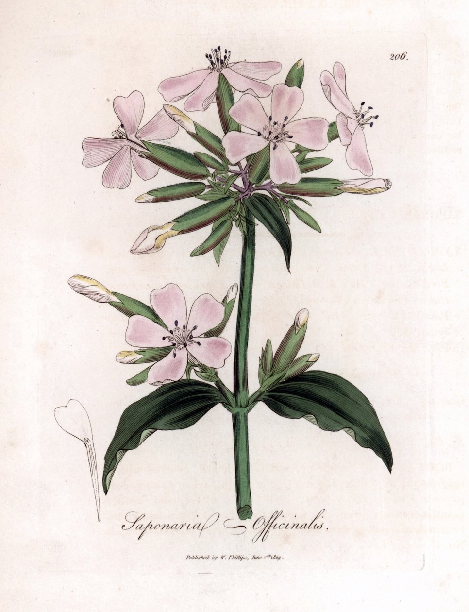 Szappanfű, Saponaria officinalis. Kézzel színezett rézmetszet James Sowerby botanikai illusztrációjából (William Woodville) és Sir William Jackson Hooker "" Medical Botany" című művéből, John Bohn, London alkotó: James Sowerby
