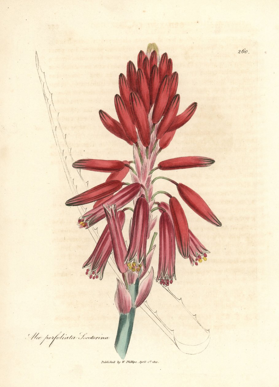 Socotorine aloe, Aloe perfoliata socotorine alkotó: James Sowerby