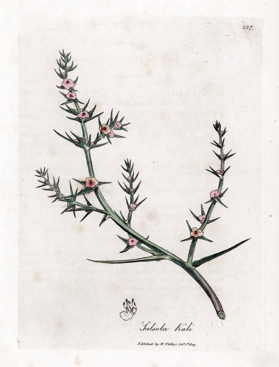 Soda brulee - Szúrós sófű, Kali turgida. Kézzel színezett rézmetszet James Sowerby botanikai illusztrációjából (William Woodville) és Sir William Jackson Hooker "" Medical Botany" című művéből, John Bohn, London alkotó: James Sowerby