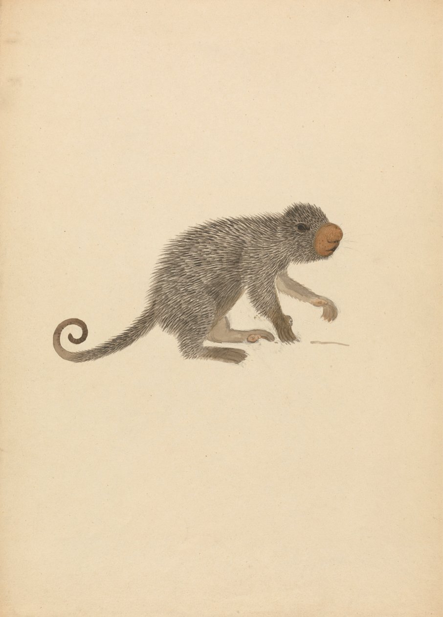 Dél-amerikai porcupine alkotó: James Sowerby