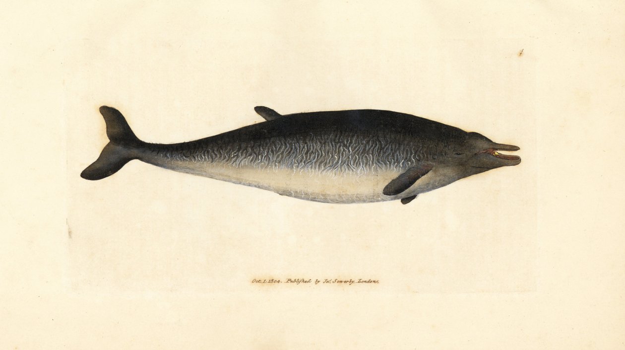 Sowerby-féle csőrös bálna, Mesoplodon bidens (Physeter bidens, kétfogú sperma bálna). James Sowerby kézi színű rézmetszete a The British Miscellany-ból, vagy új, ritka vagy kevéssé ismert állattémák színes figurái. alkotó: James Sowerby
