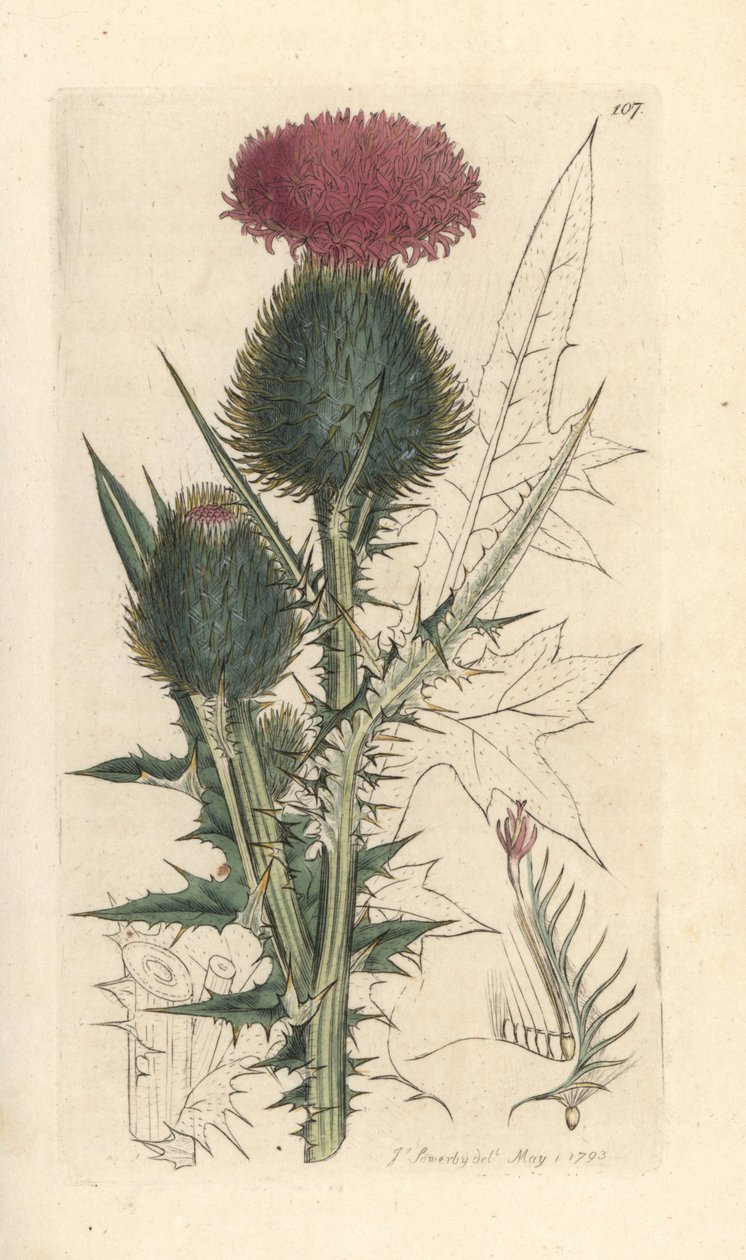 Lándzsa bogáncs, Cirsium vulgare (Carduus lanceolatus) (Common Cirse) Kézi színű rézmetszet James Sowerby illusztrációja után James Smith angol botanikájából, London alkotó: James Sowerby