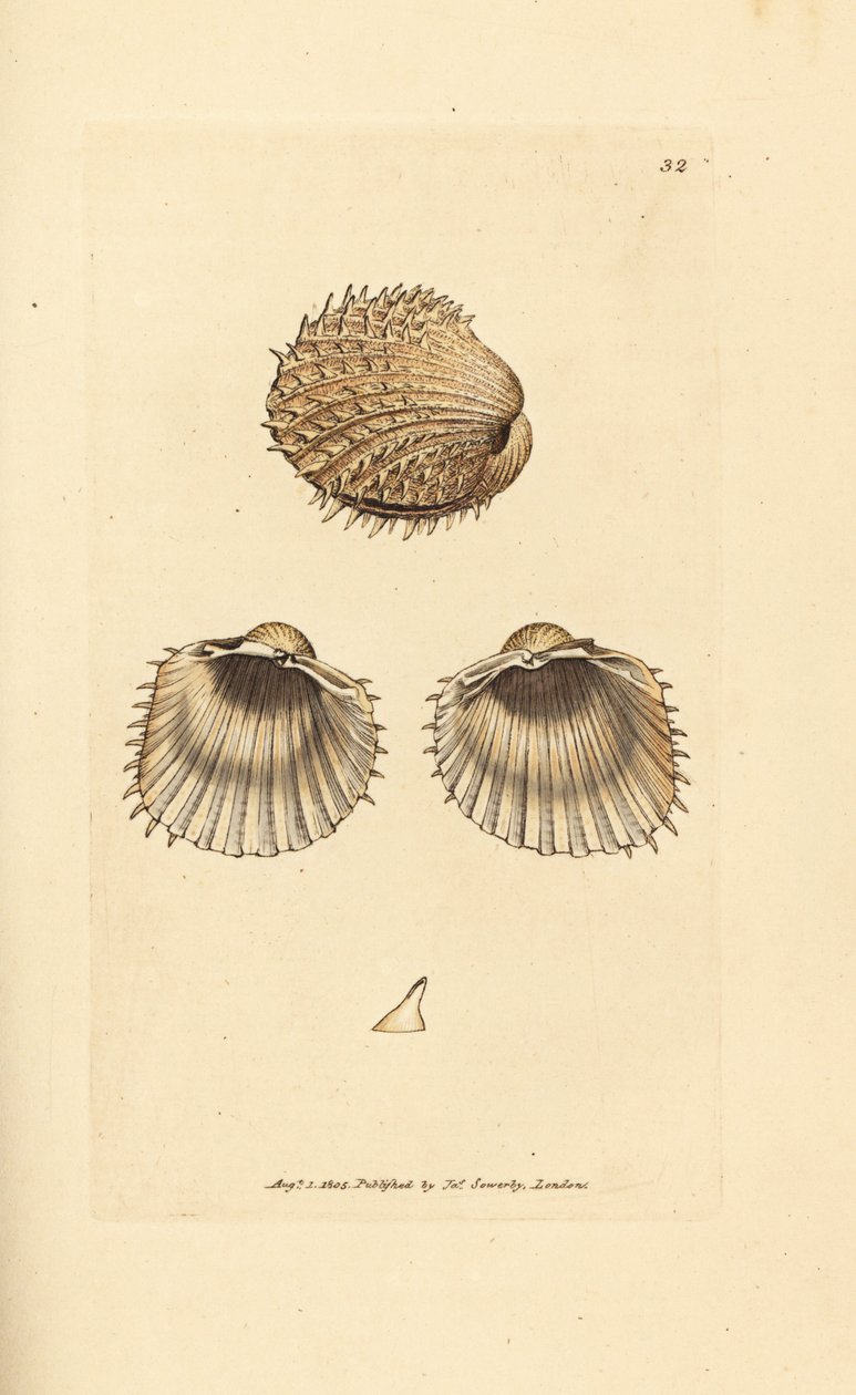 Tüskés szívkagyló, Acanthocardia aculeata (Cardium spinosum). James Sowerby kézi színű rézmetszete a The British Miscellany-ból, vagy új, ritka vagy kevéssé ismert állattémák színes figurái. alkotó: James Sowerby