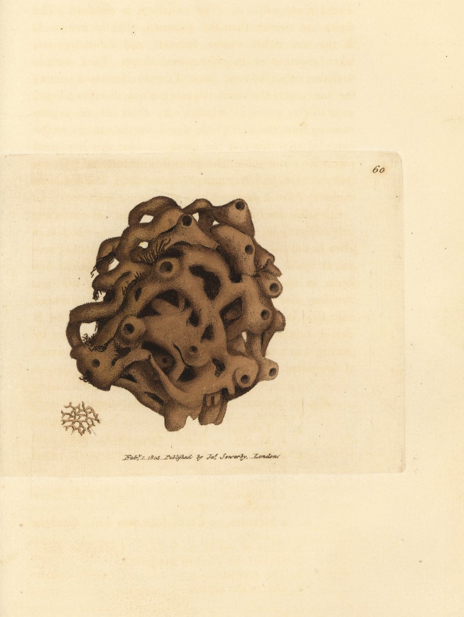 Szivacs, Haliclona cinerea (Törölt szivacs, Spongia cancellata). James Sowerby kézi színű rézmetszete a The British Miscellany-ból, vagy új, ritka vagy kevéssé ismert állattémák színes figurái. alkotó: James Sowerby