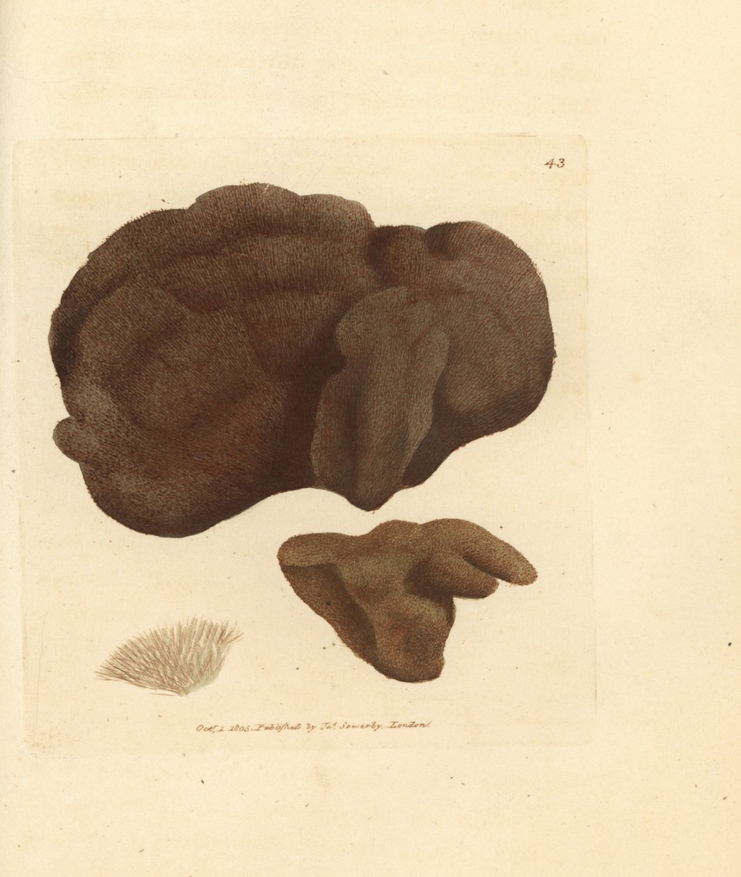 Szivacs, Spongionella pulchella (Spongia pulchella). James Sowerby kézzel festett rézmetszet a The British Miscellany-ból, vagy új, ritka vagy kevéssé ismert állatok színes figurái. alkotó: James Sowerby