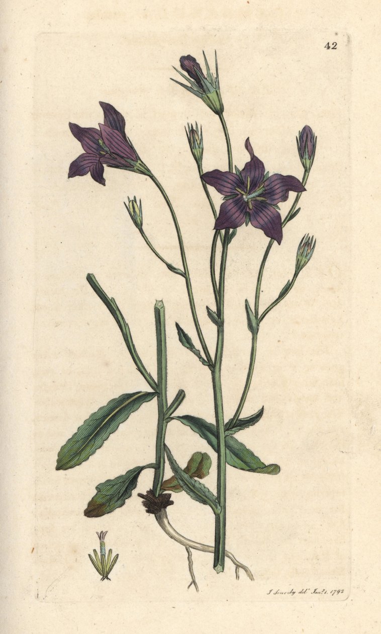 Terjedő harangvirág, Campanula patula Kézi színű rézmetszet James Sowerby illusztrációja nyomán James Smith angol botanikájából, London alkotó: James Sowerby