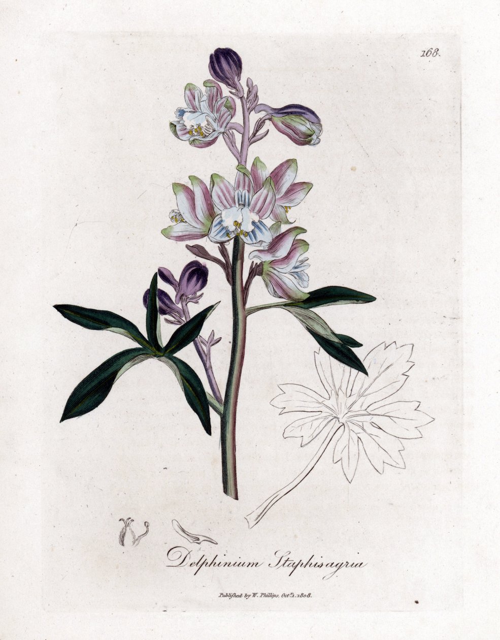 Staphisegar vagy fű tetűvel vagy fű köszvényes vagy vadszőlővel - Palmated larkspur vagy stavesacre, Delphinium staphisagria. Kézzel színezett rézmetszet James Sowerby botanikai illusztrációjából (William Woodville és Sir William Jackson H) alkotó: James Sowerby