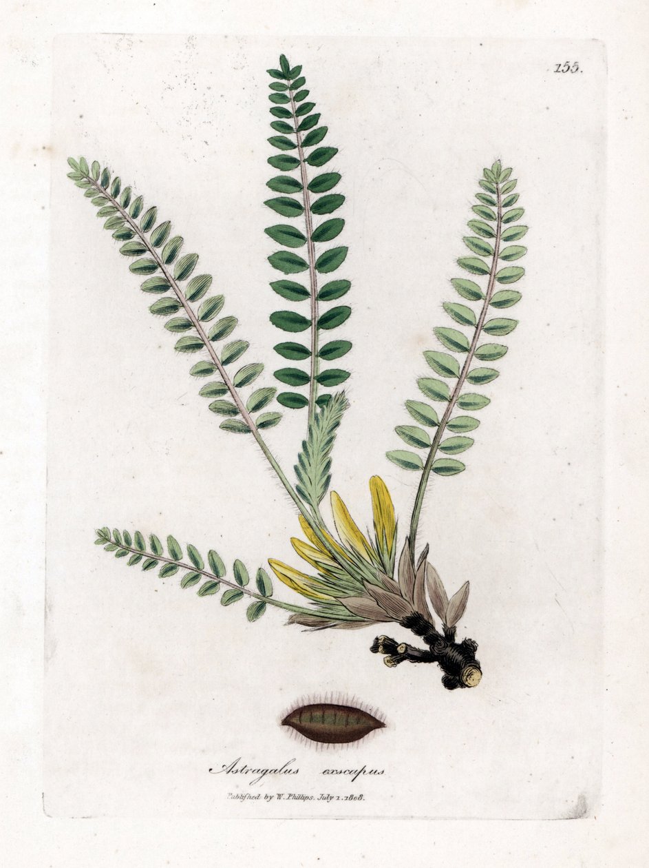 Stemless Astragalus - Szár nélküli tejes bükköny, Astragalus excapus. Kézzel színezett rézmetszet James Sowerby botanikai illusztrációjáról William Woodville-ből és Sir William Jackson Hooker "" Medical Botany" című művéből, John Bohn, London alkotó: James Sowerby