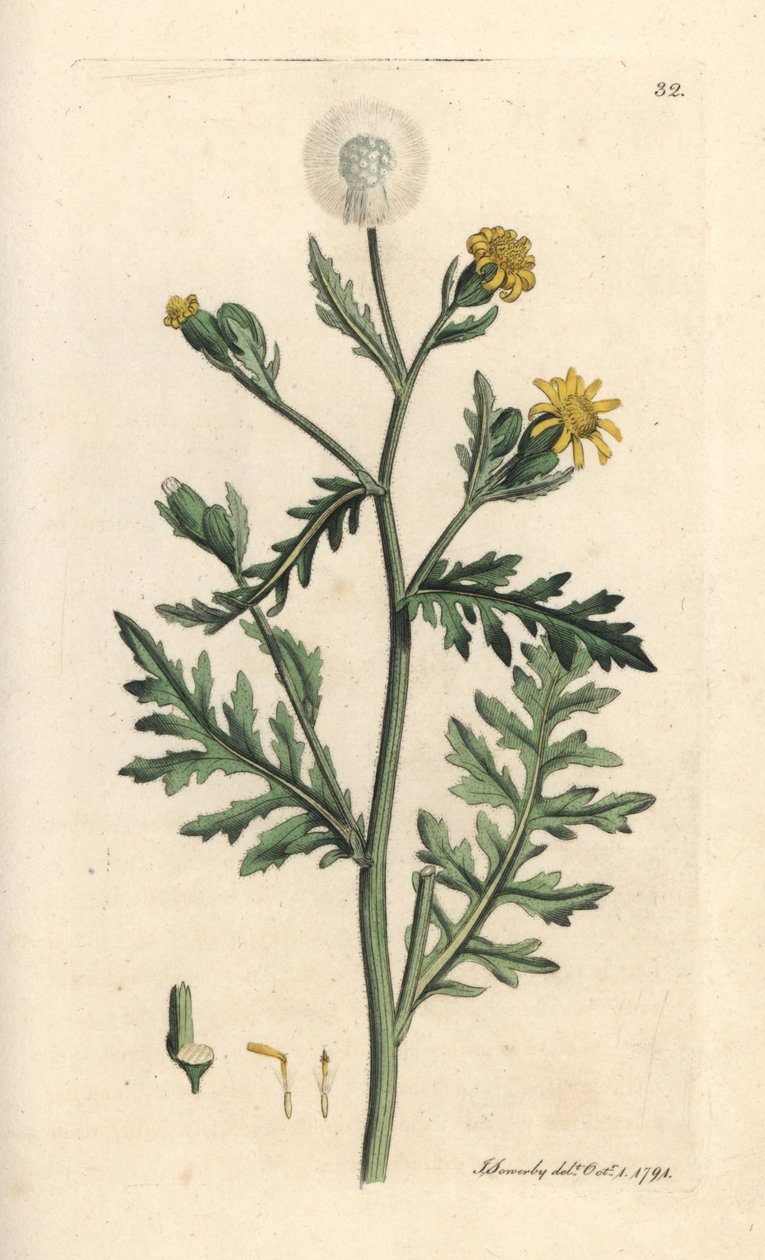 Büdös vagy ragadós tányér, Senecio viscosus (viszkózus senecon) Kézi színű rézmetszet James Sowerby illusztrációja nyomán James Smith angol botanikájából, London alkotó: James Sowerby