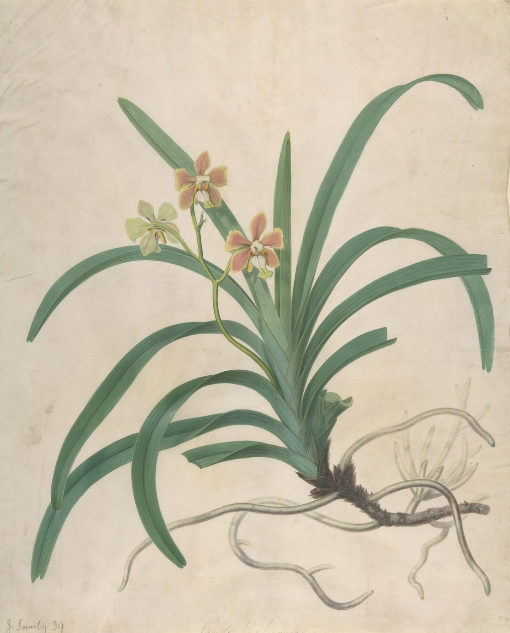 Egy orchidea tanulmányozása, Vanda Roxburgia, 1822 előtt. alkotó: James Sowerby