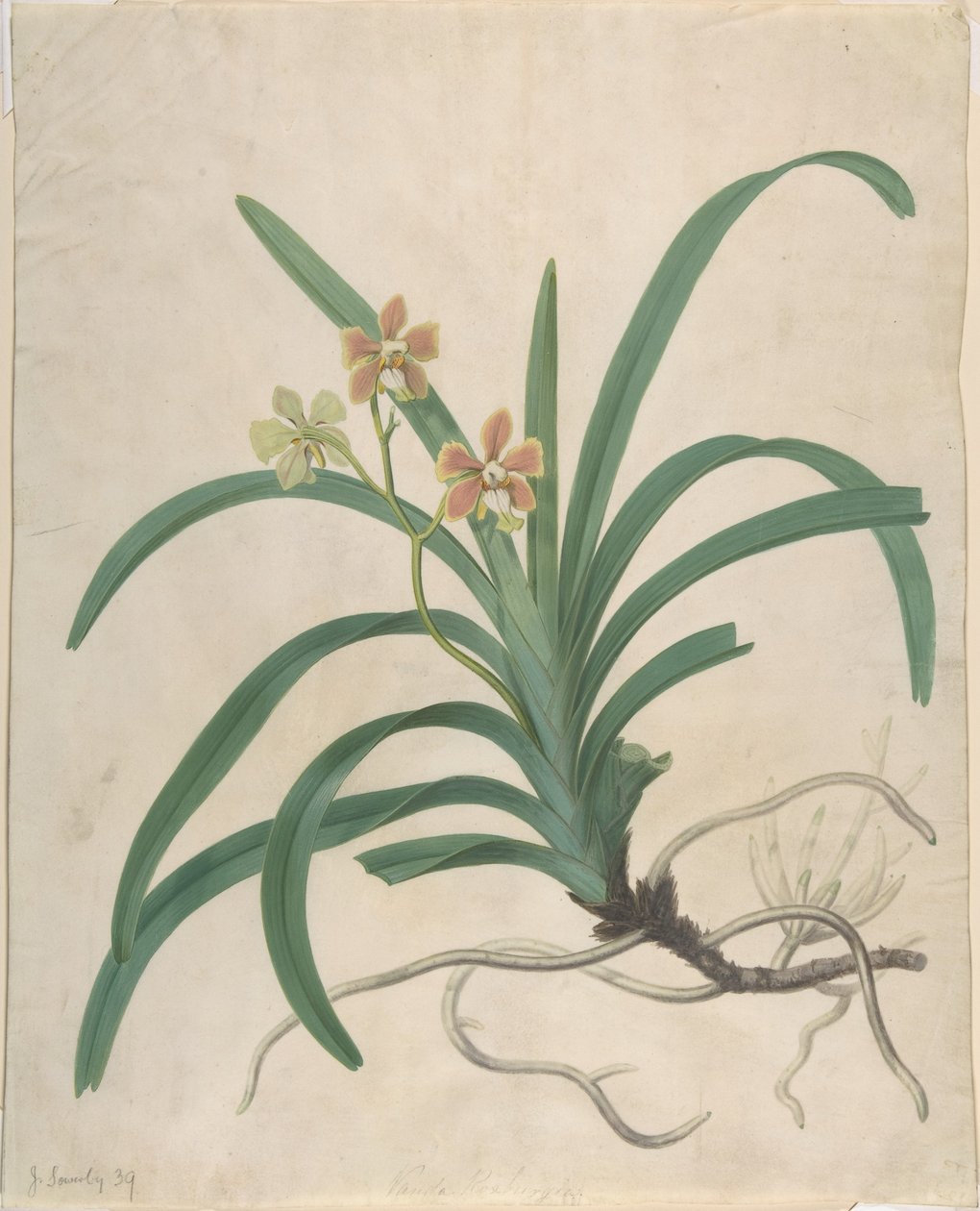 Egy orchidea tanulmánya, „Vanda Roxburgia” alkotó: James Sowerby
