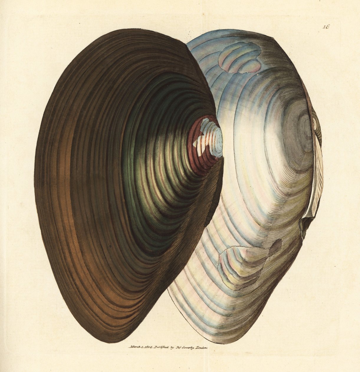 Hattyúkagyló, Anodonta stagnalis (Mytilus stagnalis). James Sowerby kézi színű rézmetszete a The British Miscellany-ból, vagy új, ritka vagy kevéssé ismert állattémák színes figurái. alkotó: James Sowerby
