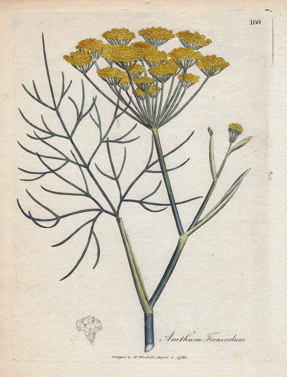 Édes édeskömény (vagy Provence-i édeskömény). Kézzel színezett rézmetszet James Sowerby (1757-1822) rajzából, Botanique Medicinale alkotó: James Sowerby