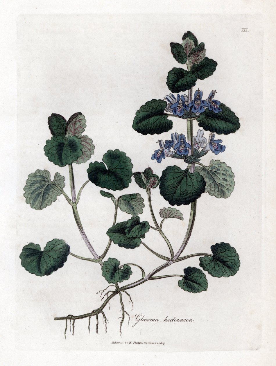 Terrestrial Ivy - Földi borostyán, Glecoma hederacea. Kézzel színezett rézmetszet James Sowerby botanikai illusztrációjából (William Woodville) és Sir William Jackson Hooker "" Medical Botany" című művéből, John Bohn, London alkotó: James Sowerby