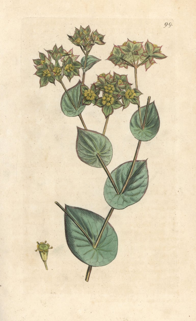 Dobóviasz, Bupleurum rotundifolium. Kézzel színezett rézmetszet James Sowerby illusztrációja nyomán James Smith angol botanikájából, London alkotó: James Sowerby