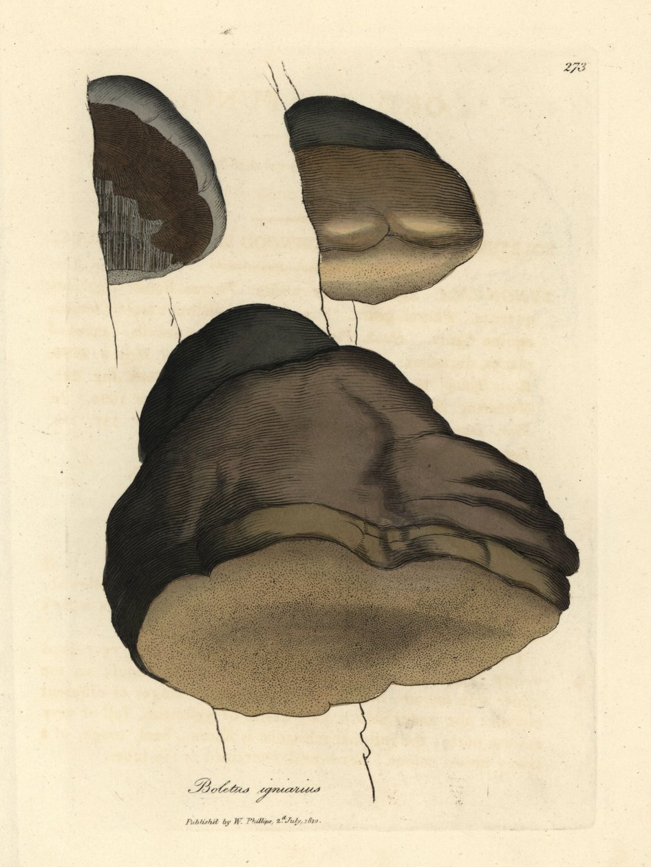 Édeserdei vargánya vagy galócagomba, Boletus igniarius alkotó: James Sowerby