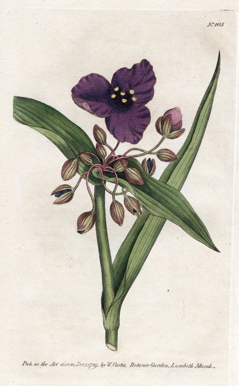 Tradescantia ou setcreasee – James Sowerby (1757-1822) litográfiája William Curtis Botanical Magazine-jából (1746-1799) alkotó: James Sowerby