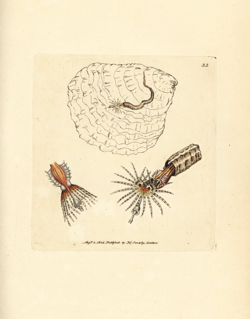 Csőépítő annelid legyezőféreg, Spirobranchus triqueter. James Sowerby kézi színű rézmetszete a The British Miscellany-ból, vagy új, ritka vagy kevéssé ismert állattémák színes figurái. alkotó: James Sowerby