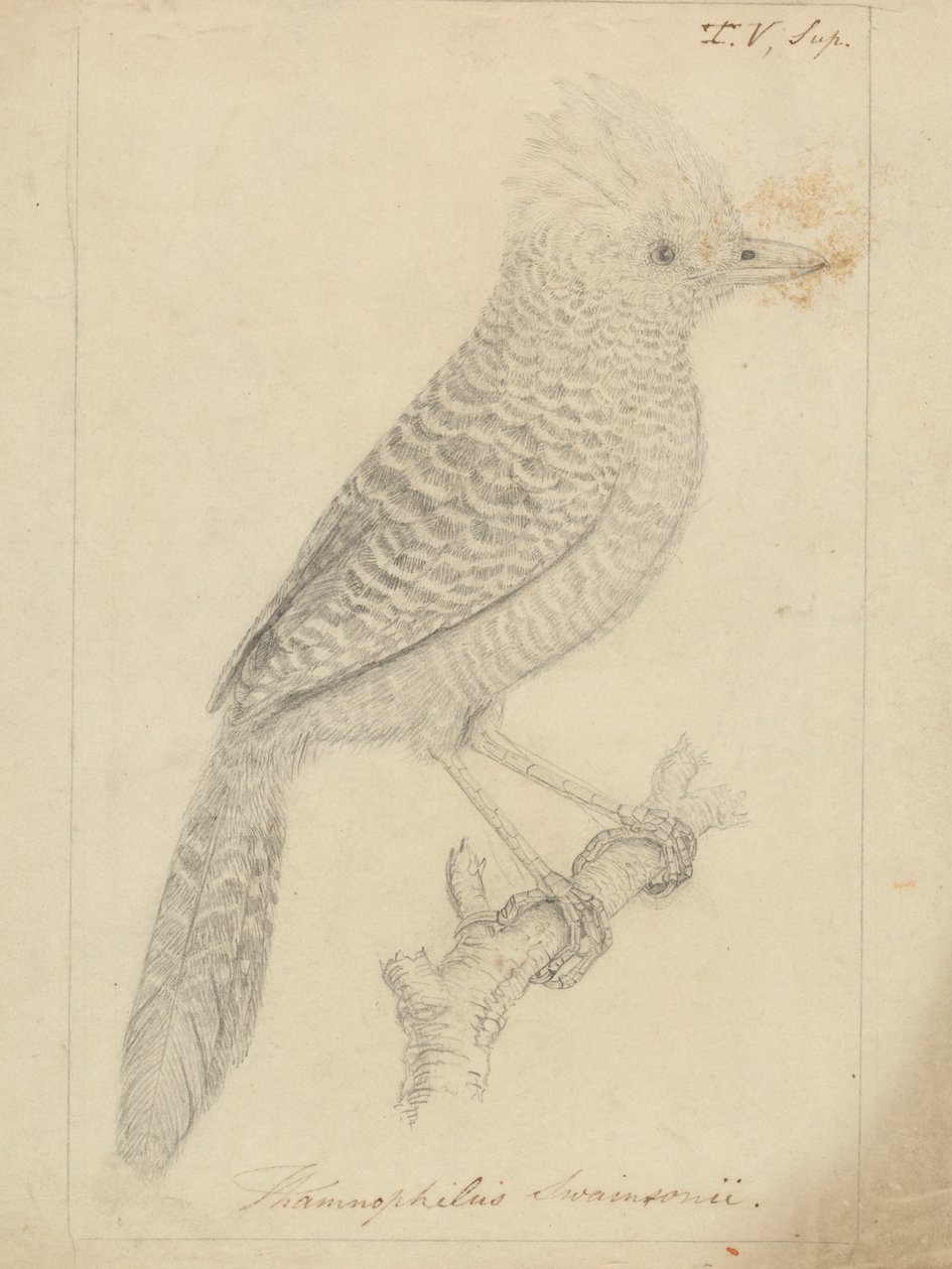 Bojtos Antshrike alkotó: James Sowerby