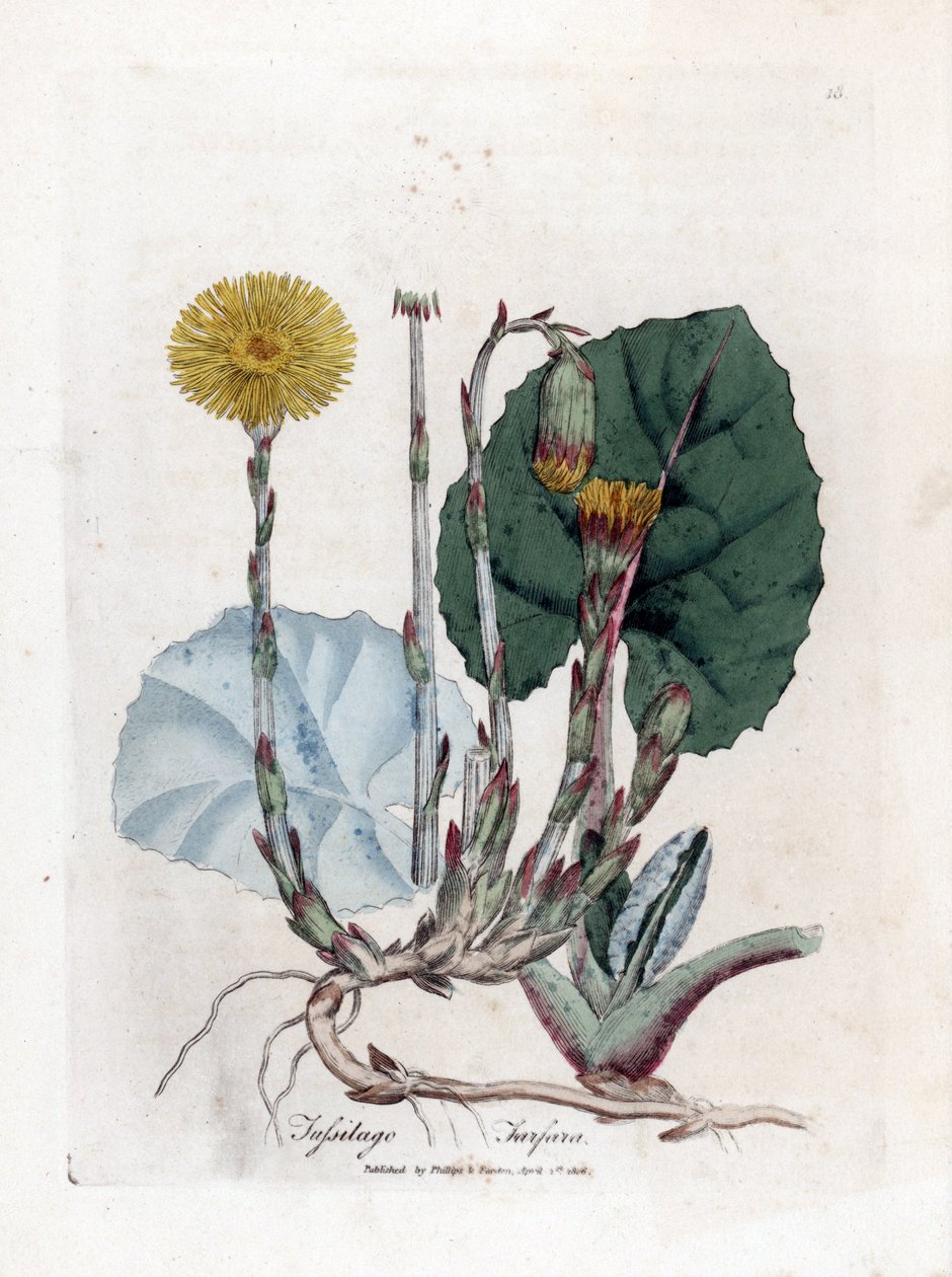 Tuslage vagy nem szamár – csikóláb, Tussilago fara. Kézzel színezett rézmetszet James Sowerby botanikai illusztrációjáról William Woodville-ből és Sir William Jackson Hooker "" Medical Botany" című művéből, John Bohn, London alkotó: James Sowerby