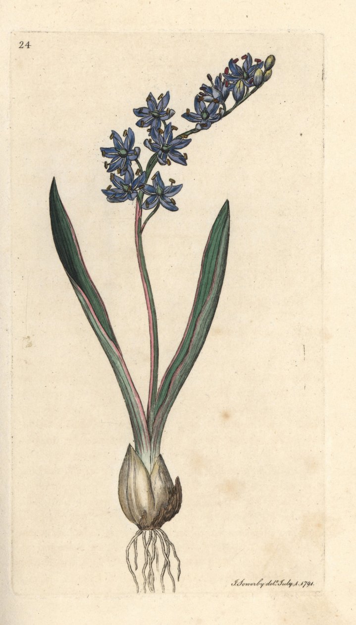 Kétlevelű squill, Scilla bifolia Kézi színű rézmetszet James Sowerby illusztrációja nyomán James Smith angol botanikájából, London alkotó: James Sowerby