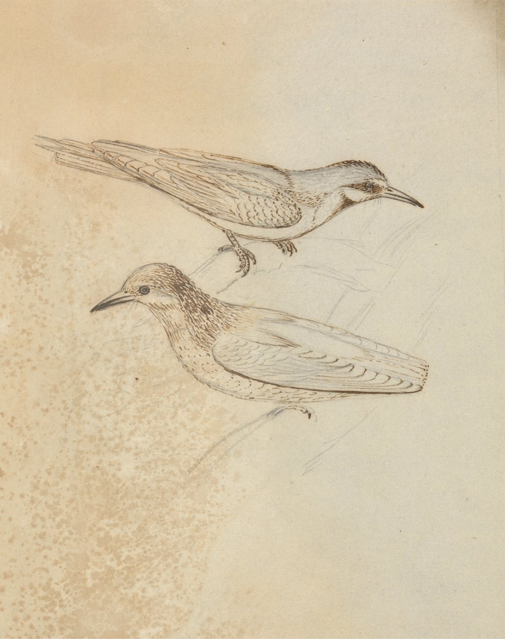 Két Tree Creeper? alkotó: James Sowerby