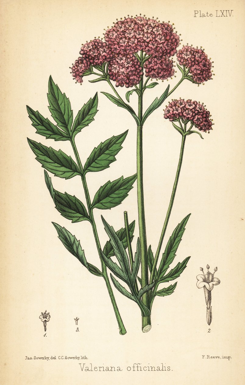 Valerian, Valeriana officinalis. Charlotte Caroline Sowerby kézzel színezett litográfiája James Sowerby illusztrációja után Edward Hamilton Flora Homeopathica című művéből, Bailliere, London alkotó: James Sowerby