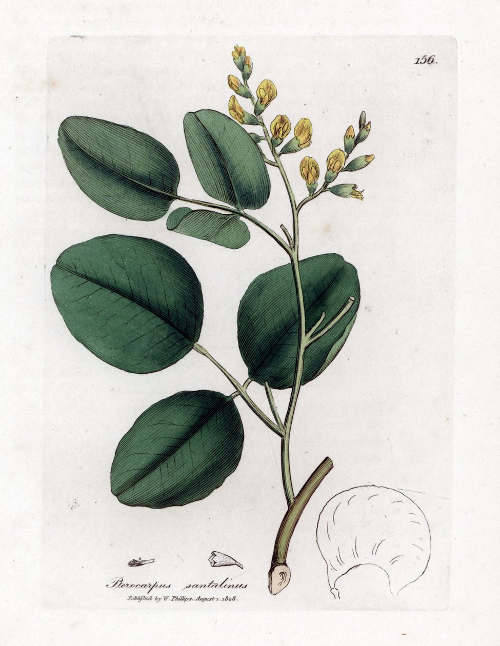 Fabacee (hüvelyes) fajtája - Vörös szantálfa, Pterocarpus santalinus. Kézzel színezett rézmetszet James Sowerby botanikai illusztrációjából (William Woodville) és Sir William Jackson Hooker "" Medical Botany" című művéből, John Bohn, London alkotó: James Sowerby