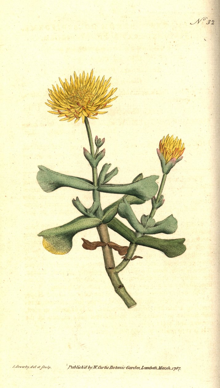 Ficoid fajtája - Csapkalevelű fügevirág, Mesembryanthemum dolabriforme. James Sowerby kézzel színezett rézmetszet és botanikai illusztrációja a William Curtis The Botanical Magazine-jából, Lambeth Marsh, London alkotó: James Sowerby