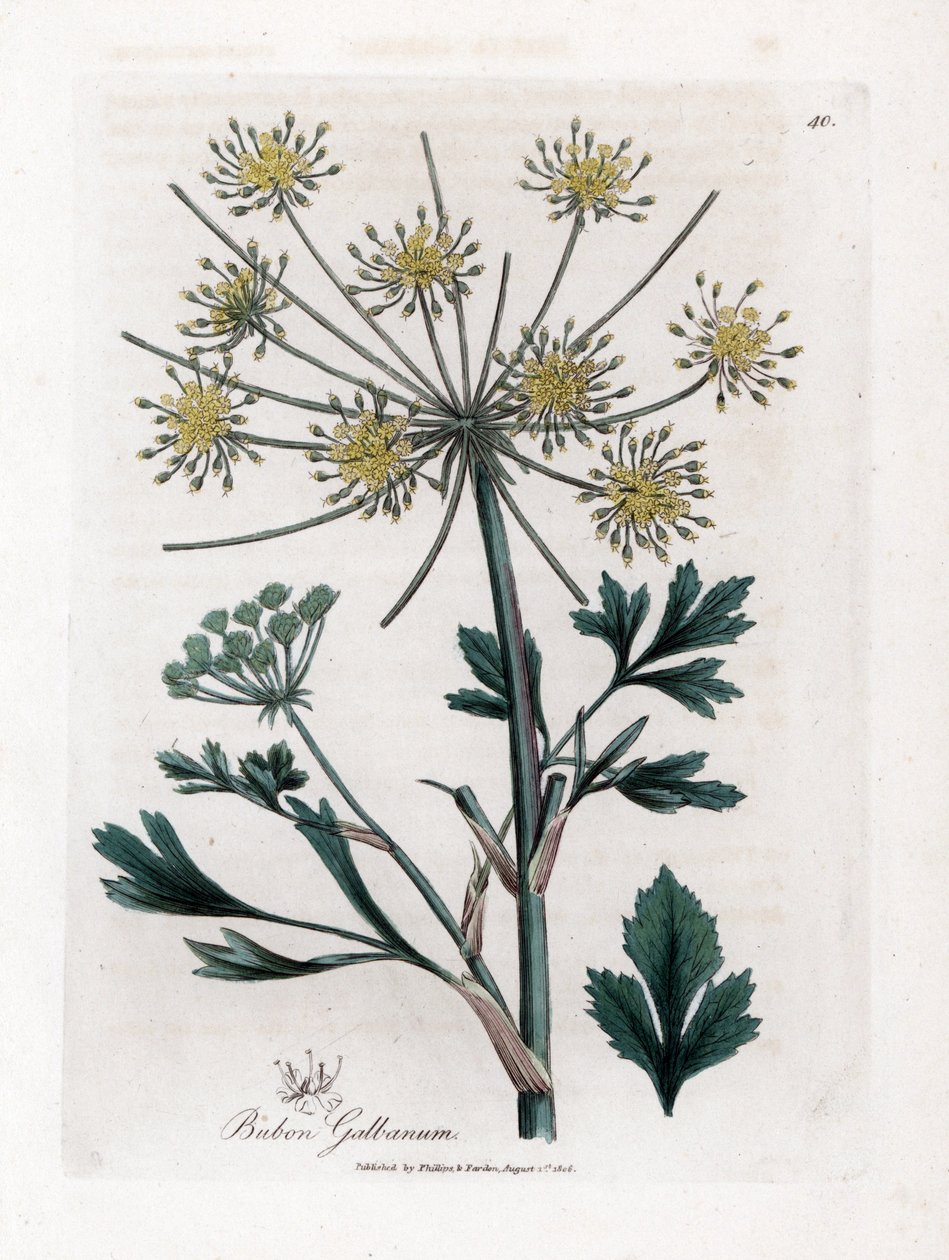 Gyantagumit termelő Variete umbellifere - Lovage-leaved bubon, Bubon galbanum. Kézzel színezett rézmetszet James Sowerby botanikai illusztrációjából (William Woodville) és Sir William Jackson Hooker "" Medical Botany" című művéből, John Bohn, London alkotó: James Sowerby